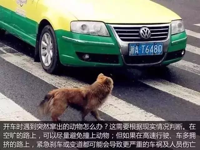 青岛新东方驾校温馨提示,高速上遇到小动物怎么办？撞上去？